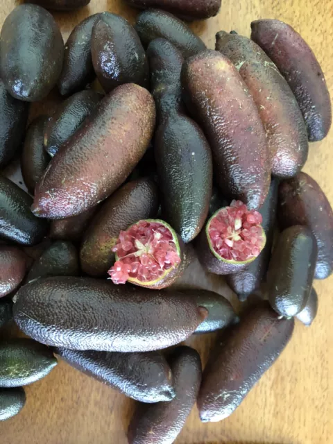 10 x SHORT RED FINGER. LIME SEEDS Very Tasty Native Fruit Seeds. RED Flesh YUM!