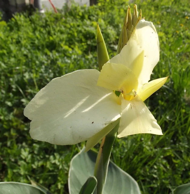 @ (◕‿◕)\@ Canna indica - Blumenrohr " Sunny Delight "