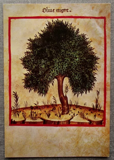 THEATRUM SANITATIS UBUBCHASYM DE BALDACH OLIVIER NOIR UNICEF  postcard