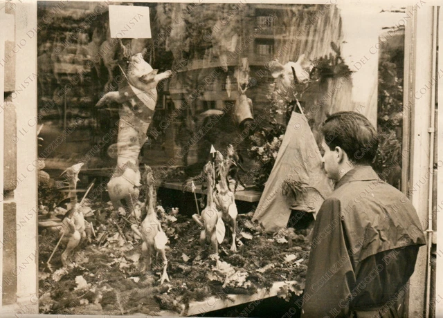 1958 TRIESTE Annessione Scena umoristica maiali polli guerrieri Fotografia