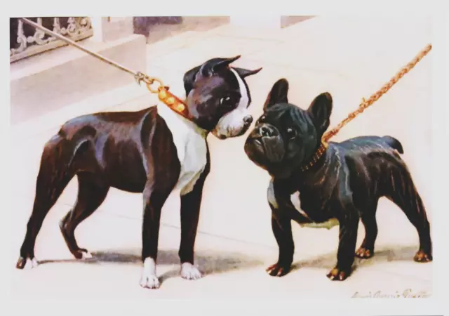 7x5 Canine Louis Agassiz Fuertes Art Print - Dogs BOSTON TERRIER Bull Dog