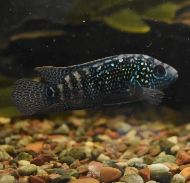 Live Jack Dempsey Cichlid (5-6" Tropical Freshwater Aquarium Fish)