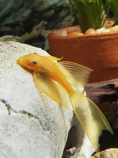 L144A LONGFIN BLUE EYE LEMON PLECO (ANCISTRUS SP.) - 1 inch+