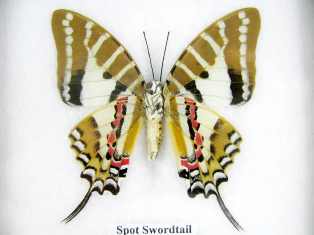 Spot Swordtail - beautiful real butterfly prepared - framed- museum quality 2