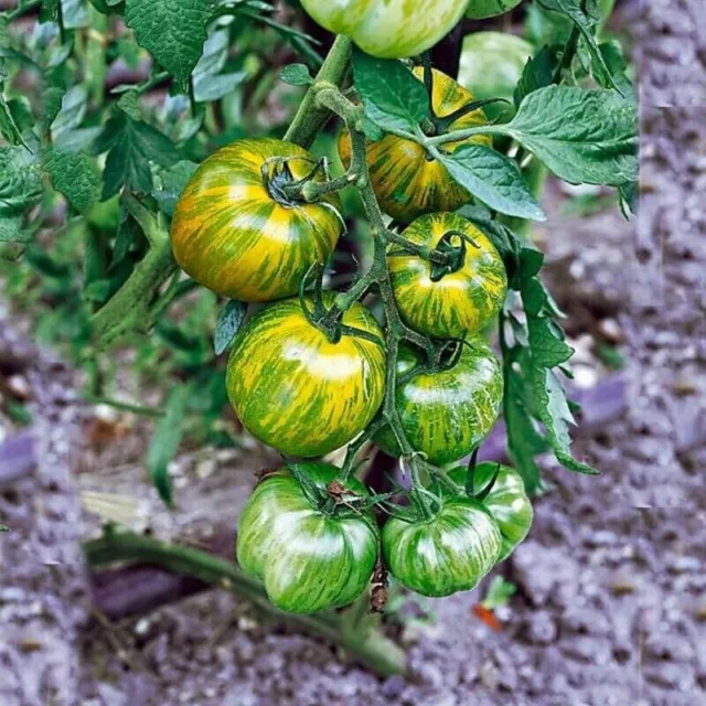 Smarald Tomato - Tomate - 5+ seeds - Samen - P 567