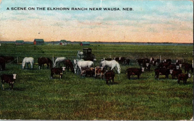 Postcard A Scene On The Elkhorn Ranch Near Wausa, Nebraska NE (871)