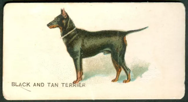 Black & Tan Terrier Dog Goodwin Tobacco Card  N163 1890's Old Judge Cigarettes