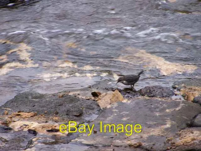 Photo 6x4 Dipper at Work' ... River Don, Oughtibridge Following the River c2008