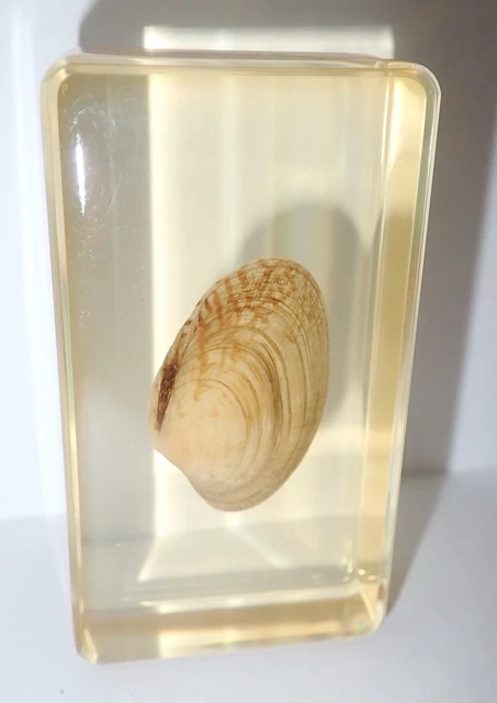 Asiatic Hard Clam Shell 73x41x24 mm Amber Clear Lucite Block Learning Aid BK2A