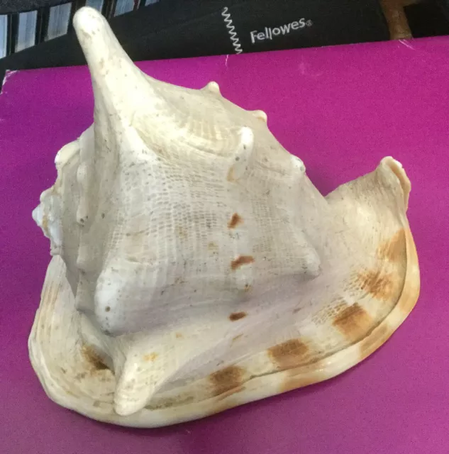 Very Large Horned Conch Sea Shell - Heavy Queen Conch Shell 21cm