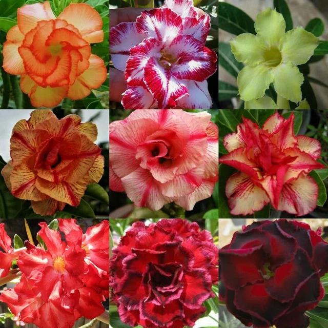 15 x Mixed Desert Rose Adenium Obesum Seeds AUSTRALIA (IMPORTED FROM THAILAND)