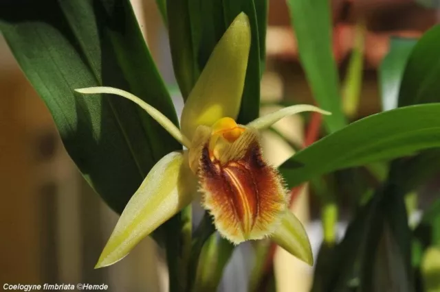Coelogyne fimbriata Species Orchid plant FS not in bloom #2
