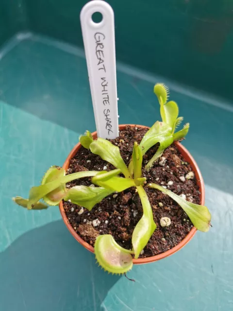 Venus Flytrap - 'Great White Shark' - Dionaea muscipula | Carnivorous Plant