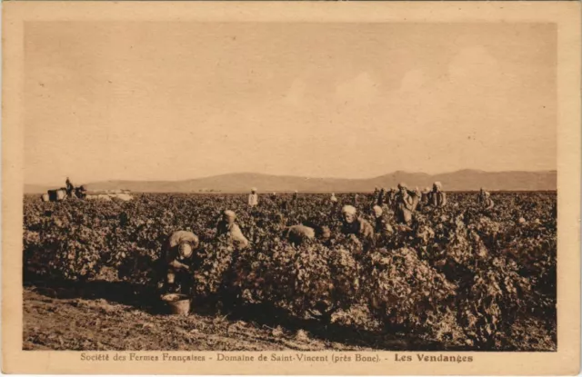 CPA AK Domaine de Saint-Vincent pres Bone - Les Vendanges ALGERIE (1144559)