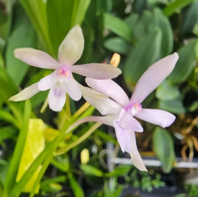 Vanda Georgia Peaches X V.falcata Blooming Size Miniature Vanda Orchid Hybrid