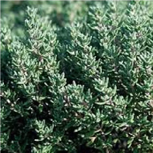 Herb - Thyme - English Winter - 1000 Seeds - Economy