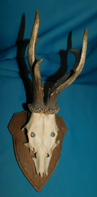 TROPHÉE DE CHASSE chevreuil , Naturalisé avec soin , très belle pièce ; EUR 50,00 - FR