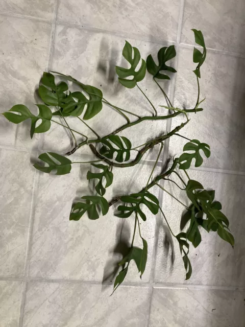 Monstera Tetrasperma Minima - Mehrere große Ableger