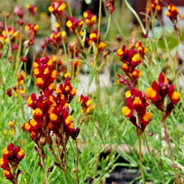 Linaria reticulata Spanish Dancer - appx 8000 seeds - Toadflax