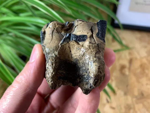 Woolly Rhino Tooth, Russia #04 - Pleistocene, Ice Age Fossil 3