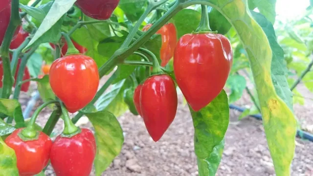 HABANERO RED SAVINA  chili Pepper seeds