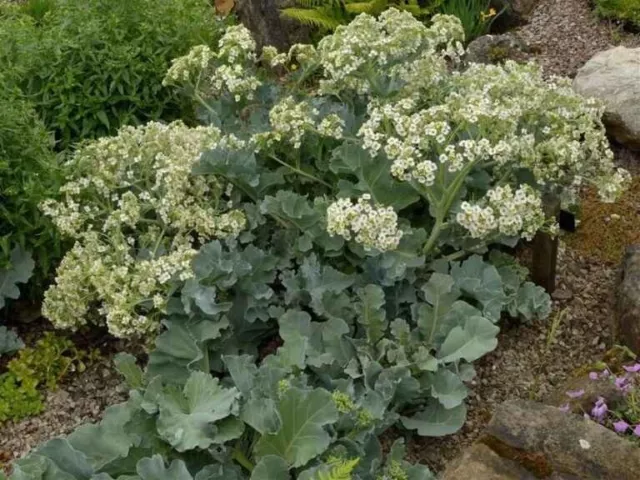 👩‍🌾 5+ Samen Meerkohl, Crambe maritima, Samenfest