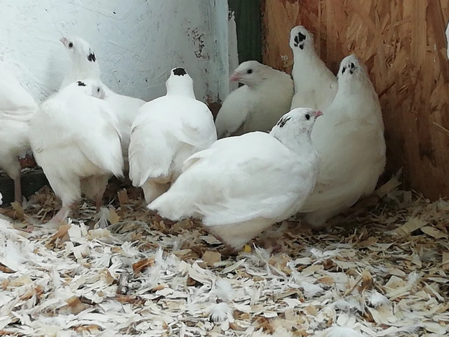 24 JUMBO PURE Texas quail hatching eggs 400g+ £24.99 - PicClick UK