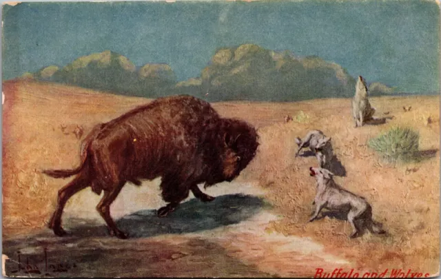 Vintage Postcard Cowboy "Buffalo and Wolves" by Artist John Innes Unposted