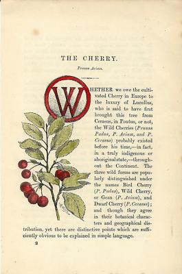 Stampa antica CAPOLETTERA C e RAMO DI FRASSINO botanica 1890 Old Antique print 