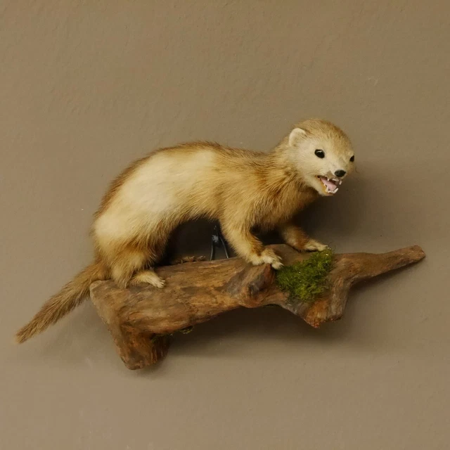 Iltis Joven Preparado Altura 20CM Tronco para Animales Taxidermy Deco 89.4.54 2
