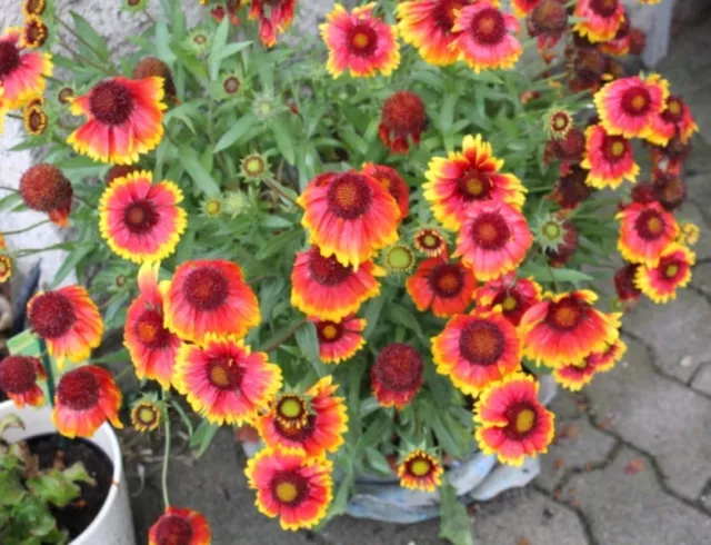 Kokardenblume Gaillardia 170 SAMEN Malerblume Bauerngarten Staude winterhart 2