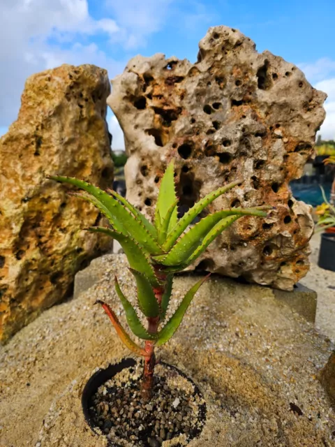 Aloe Rupestris 35cm 3