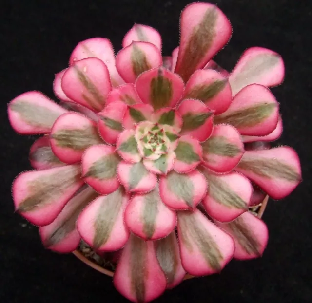 Aeonium 'Venus' Variegated choice new cultivar 9cm succulent / cactus