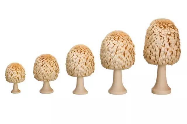 Ringelbaum Albero Frondifero Con Radice Natura Legno H=10cm Nuovo Decorazione