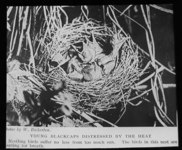 Glass Magic Lantern Slide BABY BLACKCAPS IN NEST  C1900 NATURE BIRDS L20