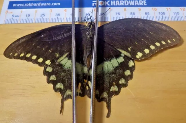 Spicebush Swallowtail Butterfly Papilio troilus Papiliondae Southeast Texas F218