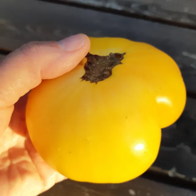 Dwarf Orange Cream Tomato 25+ Seeds Buy3get1Free