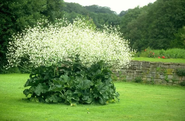 Crambe Cordifolia - Grand Sea Kale - Plante herbacée vivace - 5 graines