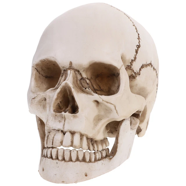 Halloween Clearance Scary Decorations Lifesize 1: Human Skull Model