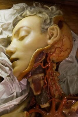 Antique Medical Anatomical Doll Photo 438b Oddleys Strange & Bizarre