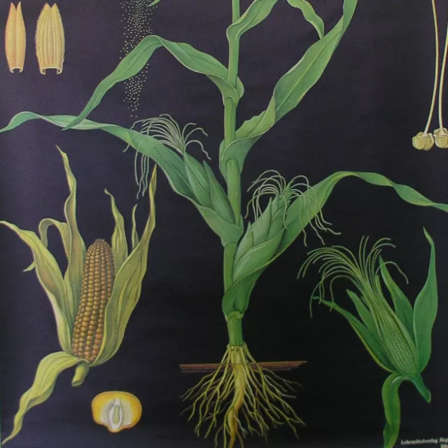 Sublime Tableau Jkq Maïs Maize Cornflakes 83x114cm 1967 Vintage Plantes Pictures 2