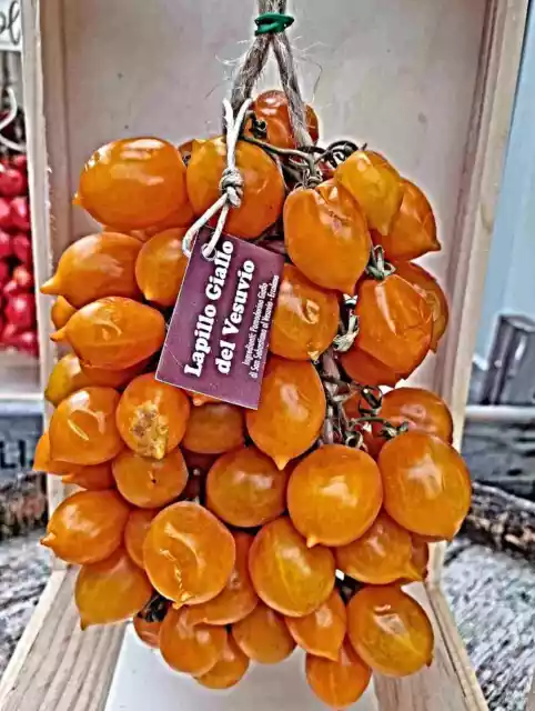 gelbe  Piennolo del Vesuvio Giallo Tomate Samen, seltene Sorte vom Vesuv