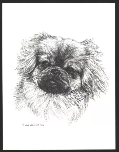 #374 TIBETAN SPANIEL  portrait dog art print * Pen and ink drawing * Jan Jellins