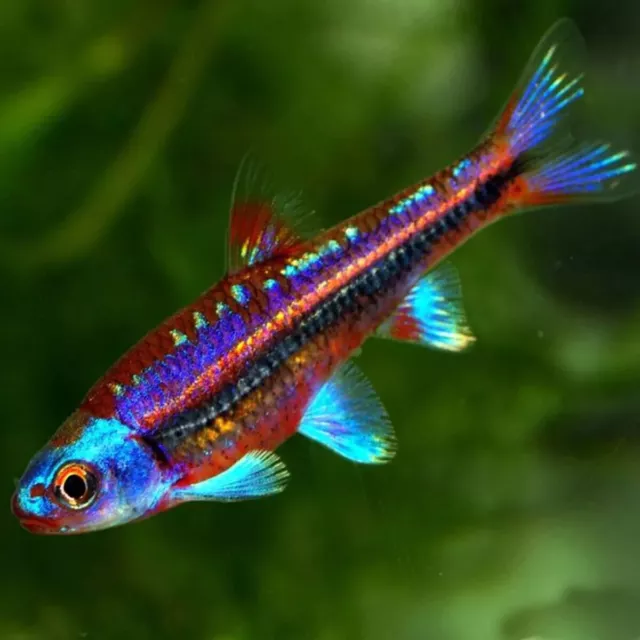 Group of 3 Live Juvenile Rainbow Shiners Premium Freshwater Tropical Fish A+++