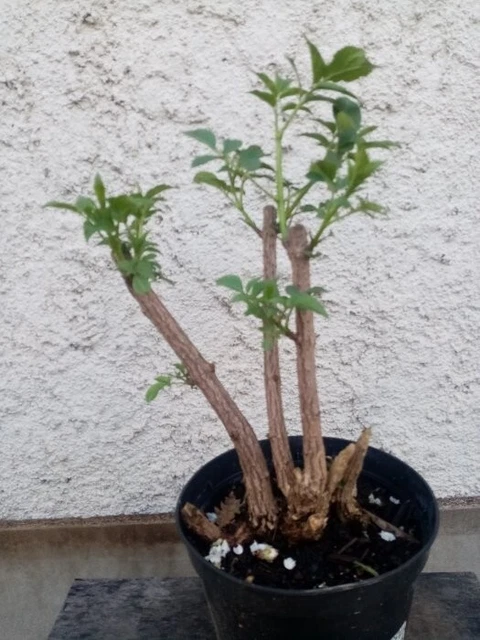 Bonsai - Pré bonsai sureau