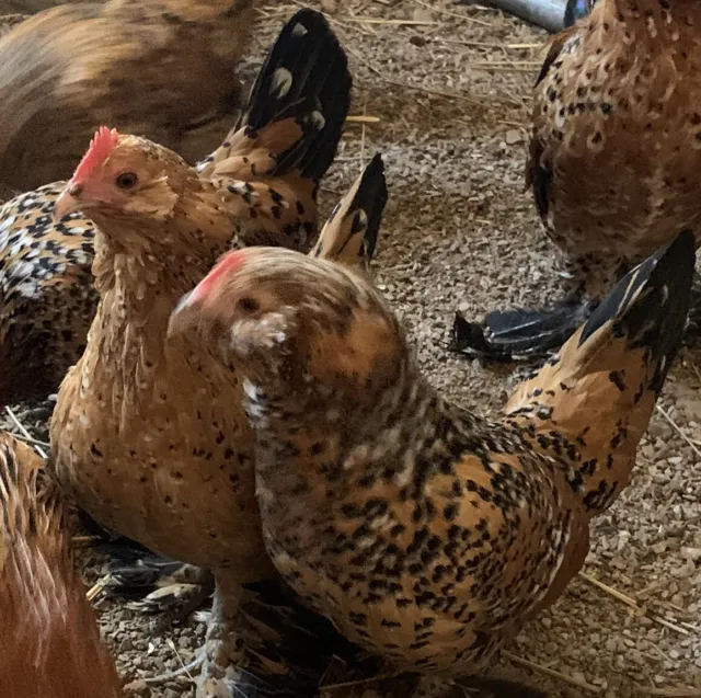 6 MILLE FLEUR BELGIUM d’Uccle BANTAM FERTILE Hatching Eggs Chicken Chicks