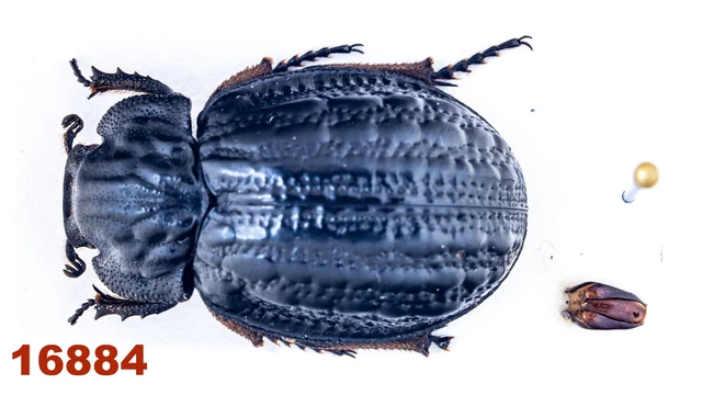 Trogidae: Omorgus sp.   A2, 21 mm, Mounted, 1 pc