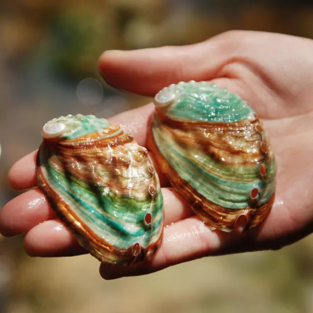 5PCS 6-7cm Abalone Natural Shell Seashell Beach Wedding Shells Ocean DIY Decors