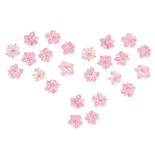 Juego de 24 pétalos de flores naturales flores secas prensadas hágalo usted mismo