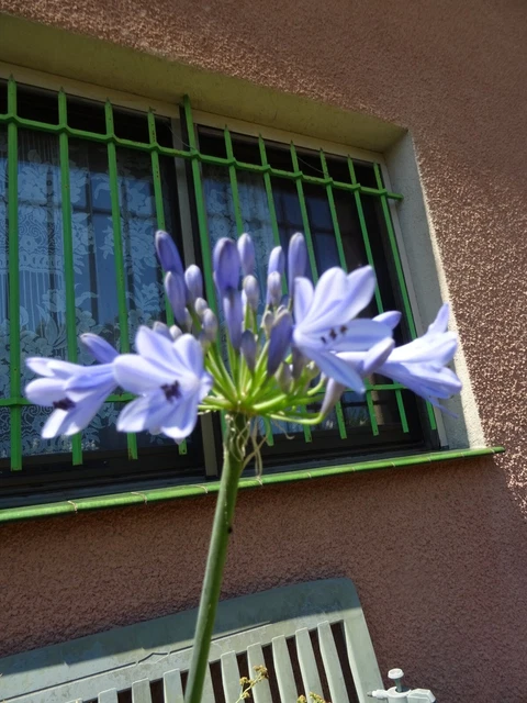 Bulbi Di Narciso Perenni - Fiori Da Giardino Bianchi E Gialli Per Decorazioni Esterni - 6 Bulbi - Foto 7
